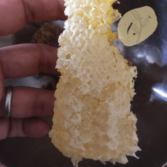 Chichiri honeycomb