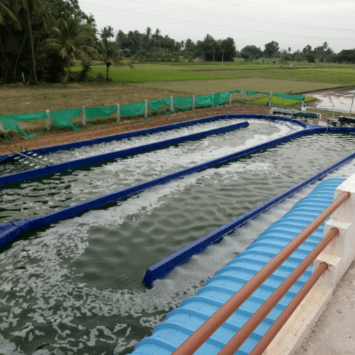 Harvesting spirulina powder from ponds
