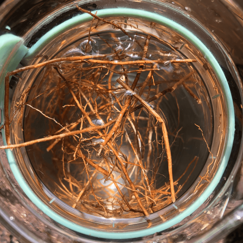 Vetiver cooling water