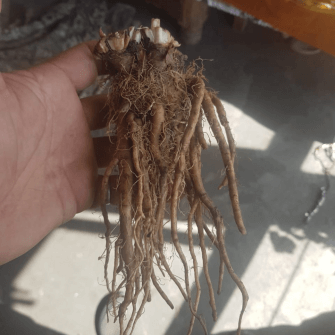 A bunch of dandelion roots