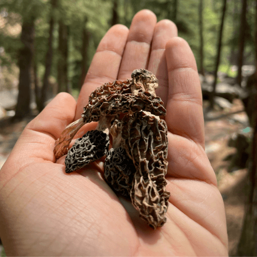 Organic morel mushrooms in hand