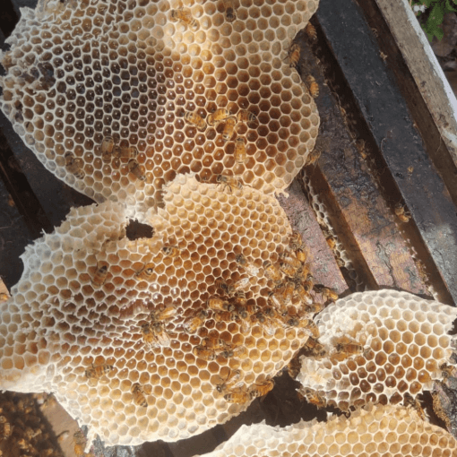Honeybee comb
